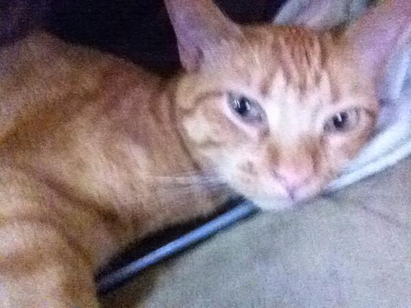 Sundays with Oscar http://t.co/yIX7T6REcA